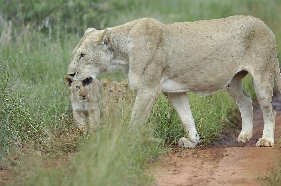 Lion spotted during Tsavo East safari from Mombasa