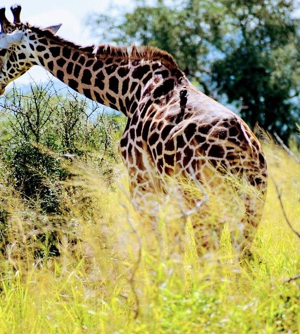4 Days Masai Mara Safari game drive in Kenya