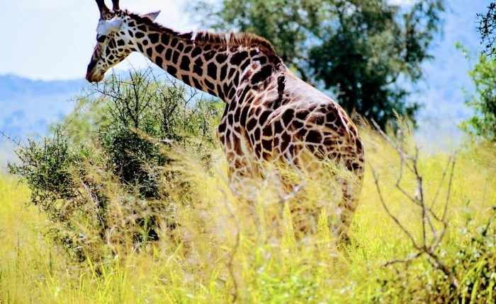 4 Days Masai Mara Safari game drive in Kenya