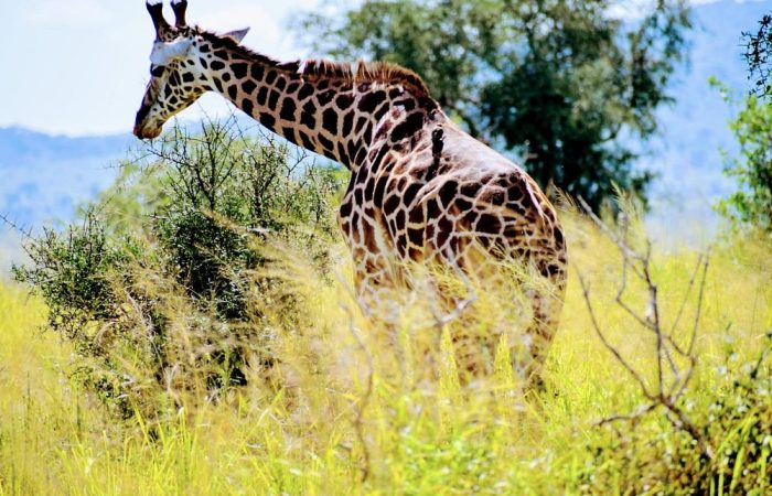 4 Days Masai Mara Safari game drive in Kenya