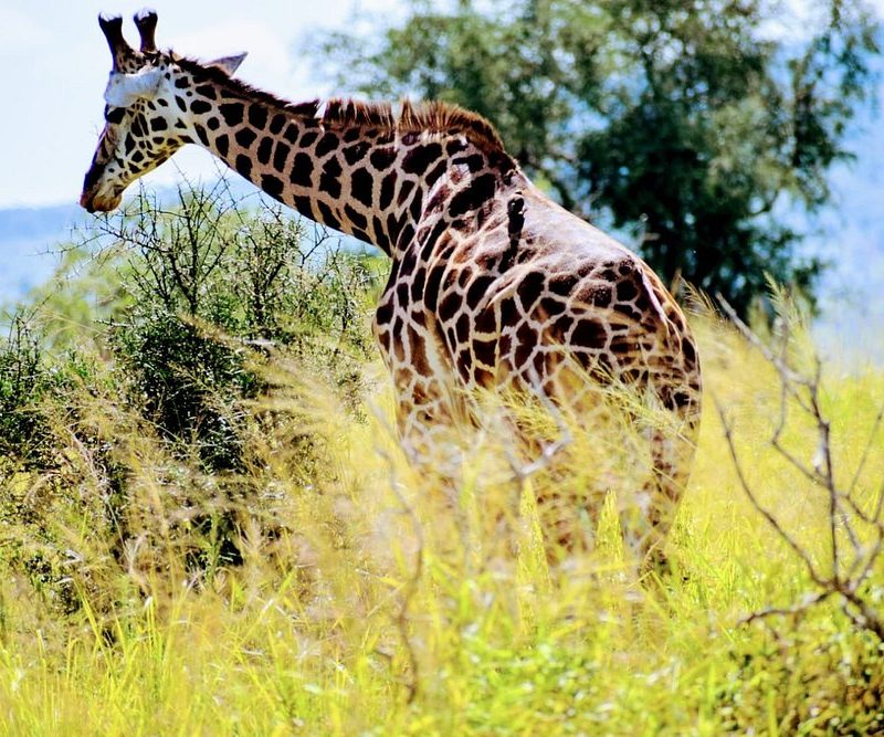 4 Days Masai Mara Safari game drive in Kenya