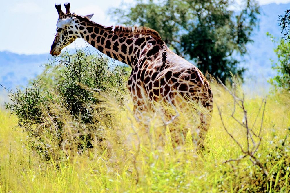 4 Days Masai Mara Safari game drive in Kenya