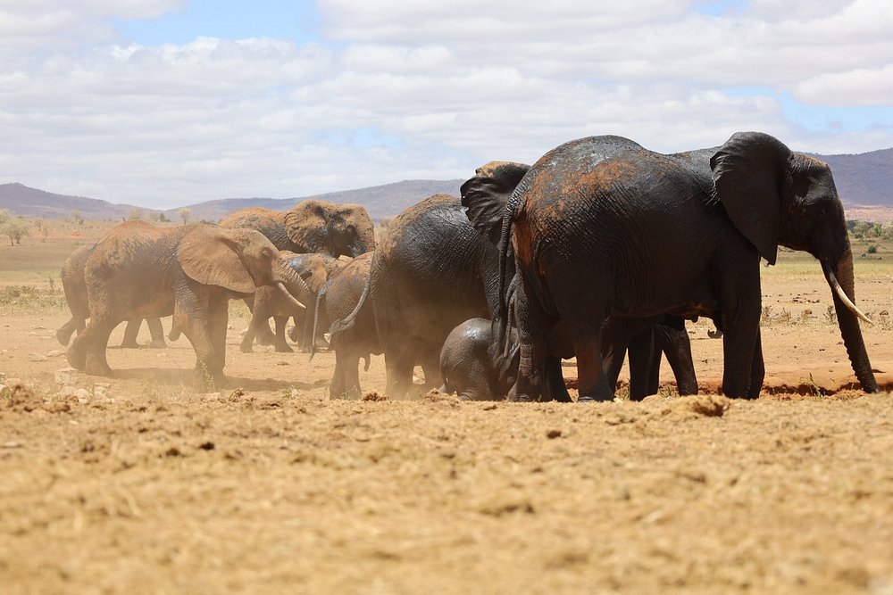 Wildlife game drive in Tsavo East National Park
