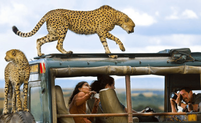 African Safari Holidays Tours