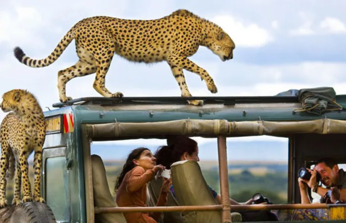 African Safari Holidays Tours