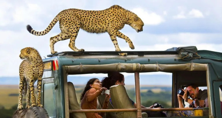 African Safari Holidays Tours