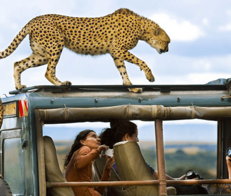 African Safari Holidays Tours