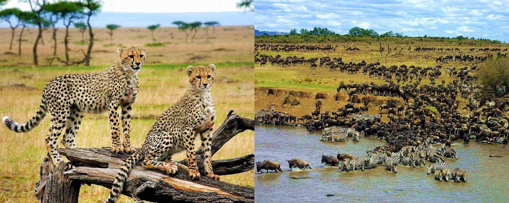 wildebeest migration mara